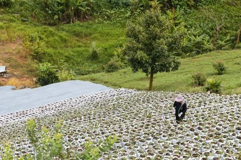 Worker watering strawberry trees in vegetable farm in highland farmland Stock Photos