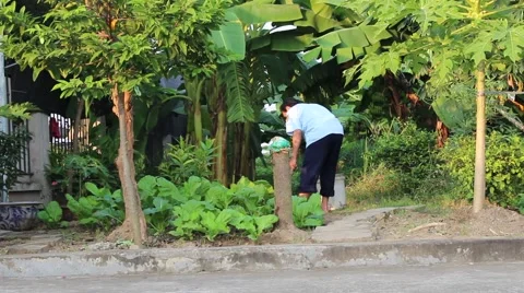Worker watering the vegetables Stock Footage 58625796