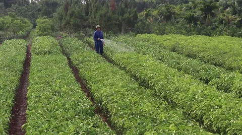Worker watering the vegetables Stock Footage 58625899