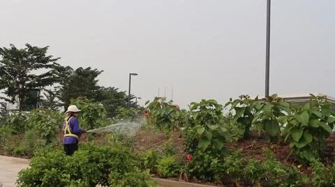 Worker watering the vegetables Stock Footage 58625907