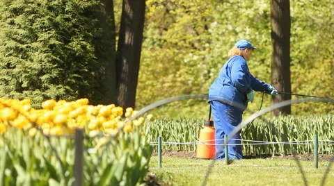 A worker waters the flower beds Video stock 58312176