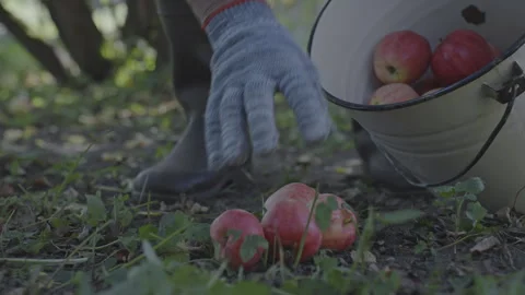 Worker wearing gloves picking fallen red apples from ground into bucket Video stock 251486487