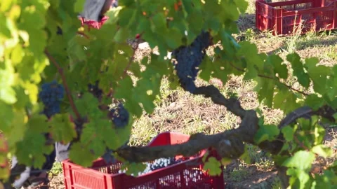 Worker Wearing Protective Gloves Picking Ripe Grapes in Vineyard During Harvest Stock Footage 331229658