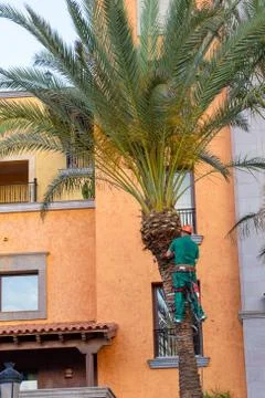 Worker who pruning palm trees. Tree surgeon in harness trims palm tree. Stock Photos