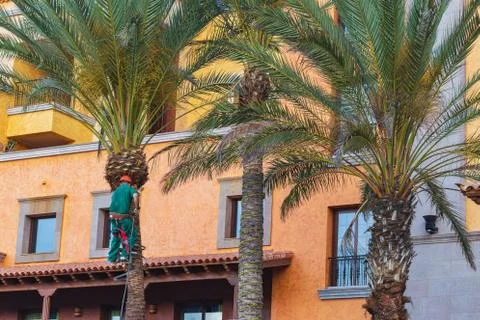 Worker who pruning palm trees. Tree surgeon in harness trims palm tree. Stock Photos