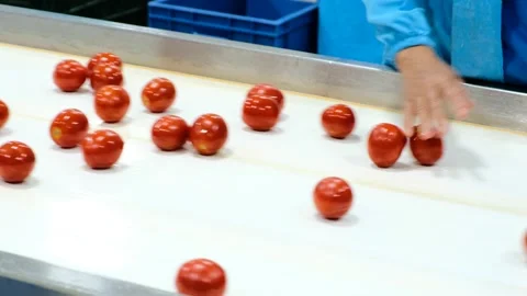 Worker women select bad tomatos Stock Footage