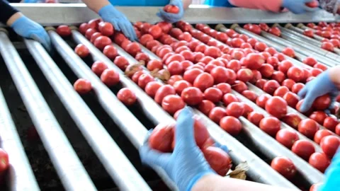 Worker womens pick bad tomatoes on tomato paste factory line Stock Footage