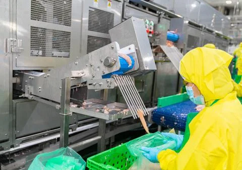 Worker work with automate slice chicken meat machine. Stock Photos