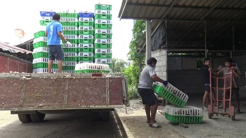 Worker working move hen egg in container plastic from the truck to inside farm. Stock Footage 78978945