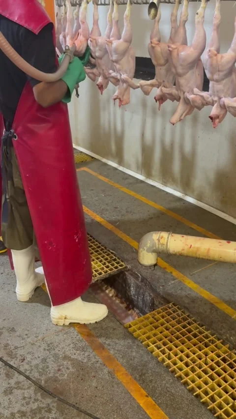 Worker working near conveyor line in slaughterhouse, vertical Stock Footage 345164183