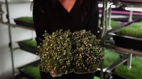The worker works in a small plant of herbs and the production of green detox Stock Footage 234424191