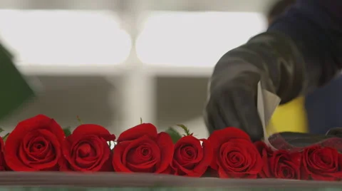 Worker wrapping red roses in plastic Stock Footage 50179159