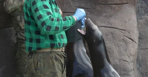 Worker of a Zoo Cleans a Teeth of a Sea Lion Stock Footage 61935966
