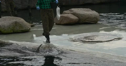 Worker of a Zoo Has Come to Feed a Sea Seal Stock Footage 61937891