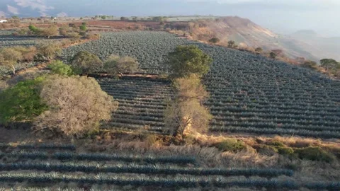 Workers in an agave azul cactus field near Tequila, Mexico 動画素材 174417636
