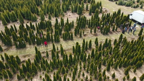 Workers of the agro-industrial complex take care of growing conifers and thuja Stock Footage 152685701