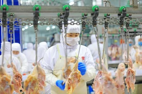 Workers are busy on the broiler processing line, Luannan County, Hebei Prov.. Stock Photos