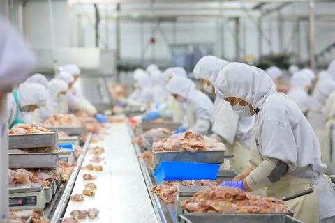 Workers are busy on the broiler processing line, Luannan County, Hebei Prov.. Stock Photos