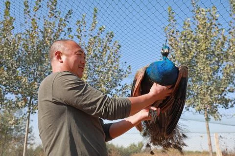 Workers are checking the growth of peacocks in the farm, LUANNAN COUNTY, He.. Stock Photos