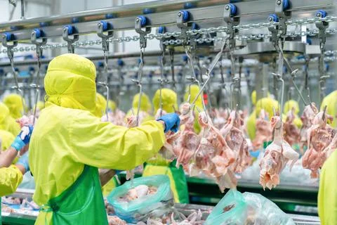 The workers are currently processing chicken parts. 스톡 사진