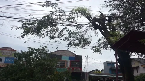 Workers are cutting a large tree by the side of the road Stock Footage 233966506