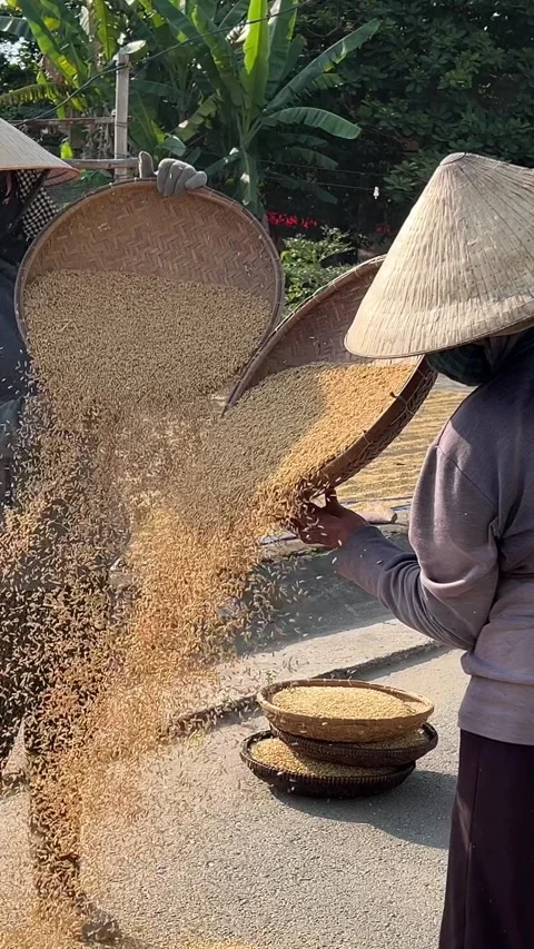 Workers are drying rice in factory. people sifting wheat rice vietnamese hats Stock Footage 308340262
