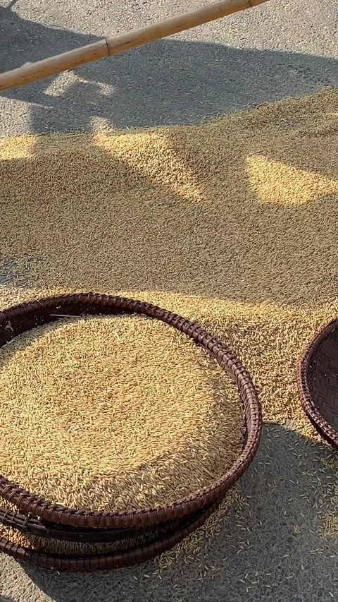 Workers are drying rice in factory. people sifting wheat rice vietnamese hats Stock Footage 308340961