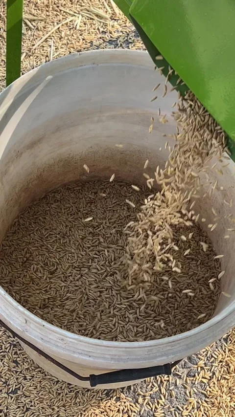 Workers are drying rice in factory. people sifting wheat rice vietnamese hats 스톡 동영상 308341135