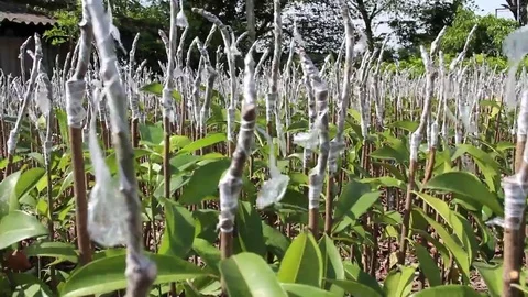 Workers are grafted seedlings Stock Footage 69184448