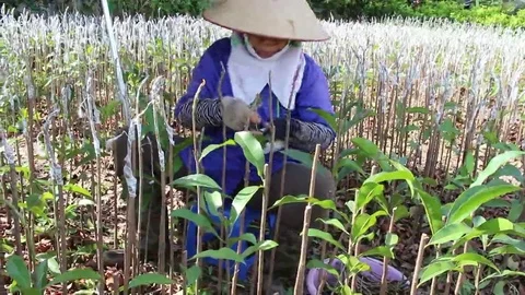Workers are grafted seedlings Stock Footage 69184456