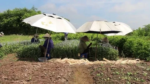 Workers are grafted seedlings Stock Footage 69184474