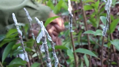 Workers are grafted seedlings Stock Footage 69184483