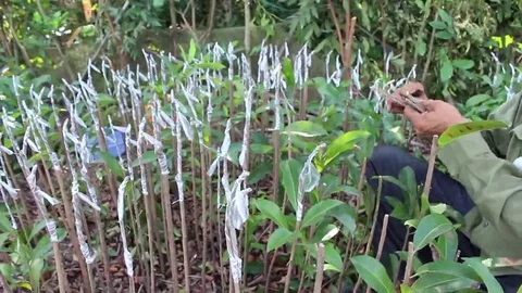 Workers are grafted seedlings Stock Footage 69184501