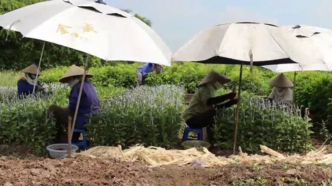 Workers are grafted seedlings Stock Footage 69184539