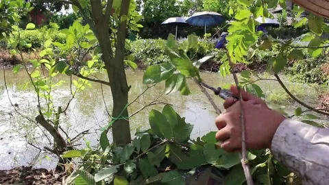 Workers are grafted seedlings Stock Footage 69184583