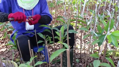 Workers are grafted seedlings Stock Footage 69184689