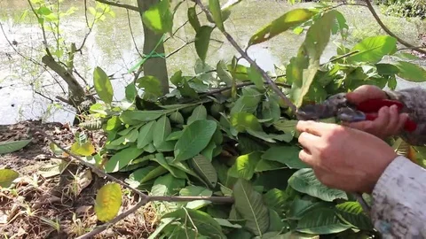 Workers are grafted seedlings Stock Footage 69184718