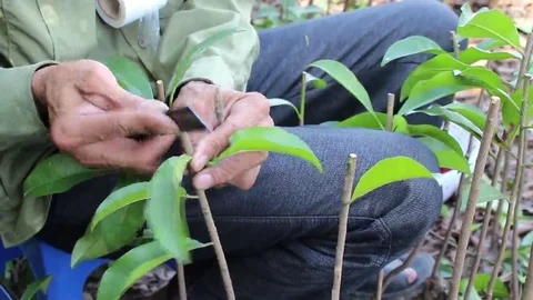 Workers are grafted seedlings Stock Footage 69184813