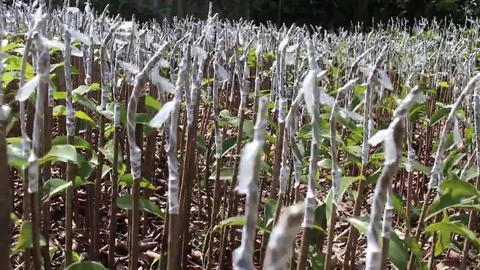 Workers are grafted seedlings Stock Footage 69185065