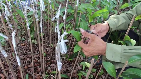 Workers are grafted seedlings Stock Footage 69185514