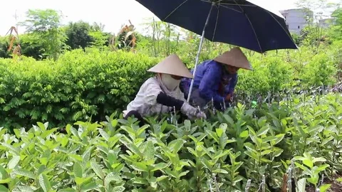 Workers are grafted seedlings Stock Footage 69185544