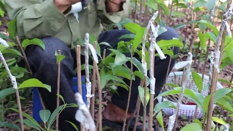 Workers are grafted seedlings Stock Footage 69185663