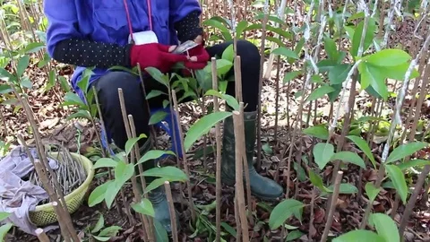 Workers are grafted seedlings Stock Footage 69185762