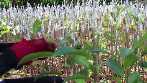 Workers are grafted seedlings Stock Footage 69185793