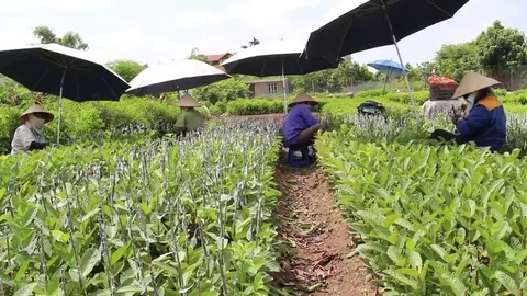 Workers are grafted seedlings Stock Footage 69186015