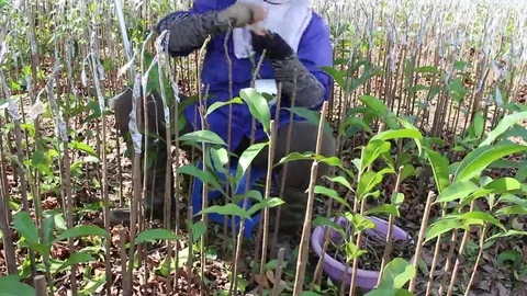 Workers are grafted seedlings Stock Footage 69186345