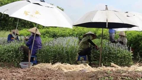 Workers are grafted seedlings Stock Footage 69186503