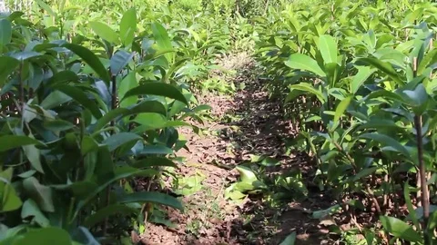 Workers are grafted seedlings Stock Footage 69186792