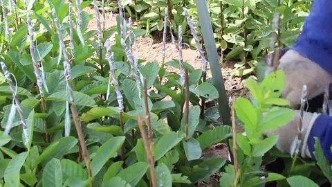 Workers are grafted seedlings Stock Footage 69186934