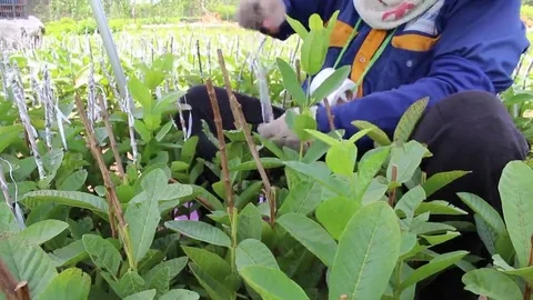 Workers are grafted seedlings Stock Footage 69187029